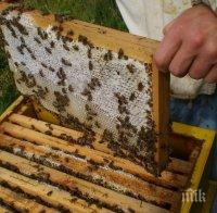 Отпуснаха над 500 000 лева кредити на пчеларите
