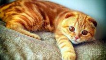 Котка измина 64 километра, за да се върне при стопаните си