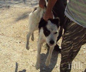 разследват осъждан пловдивчанин залял куче киселина