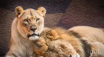 заедно онзи свят приспаха неразделна двойка лъвове снимки