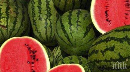 световният ден динята