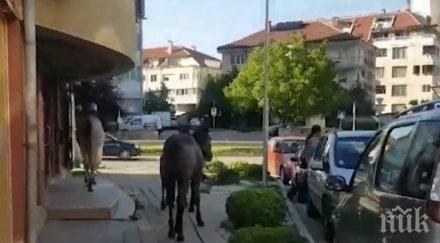 коне разхождат булевард софийския квартал дървеница