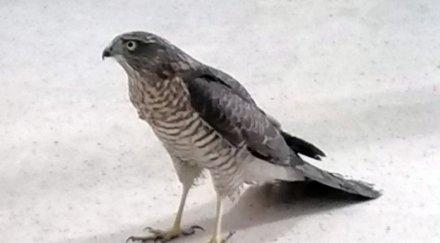 докато преследва гълъб ястреб падна двора затвора смолян накълва надзирател