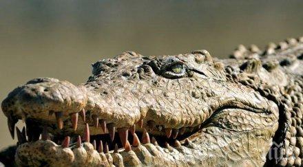 отмъщение крокодили изяли прочут бракониер избил десетки защитени видове животни