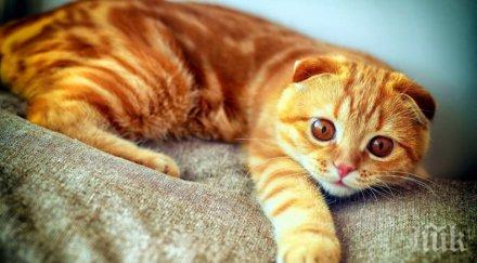 котка измина километра върне стопаните