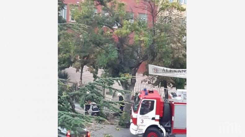 Дърво падна на кръгово кръстовище в Благоевград