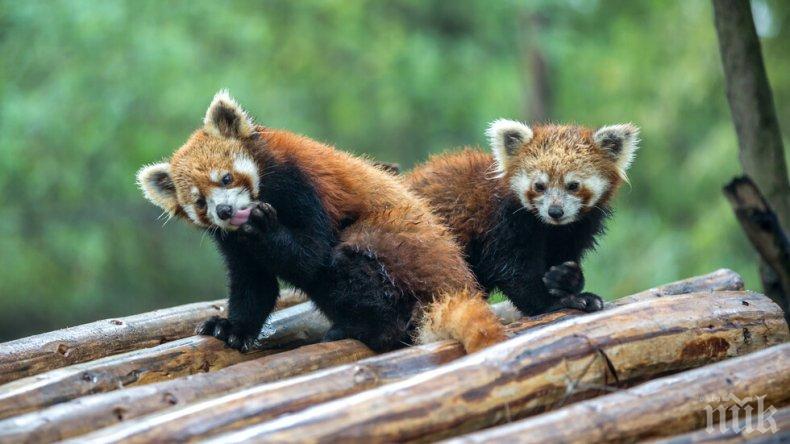 Редки червени панди се родиха в турски зоопарк