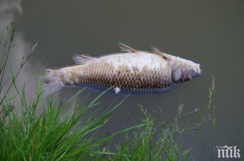 Пуснаха сигнал за умряла риба в река Осъм