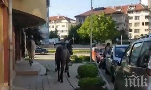 Коне се разхождат по булевард в софийския квартал Дървеница