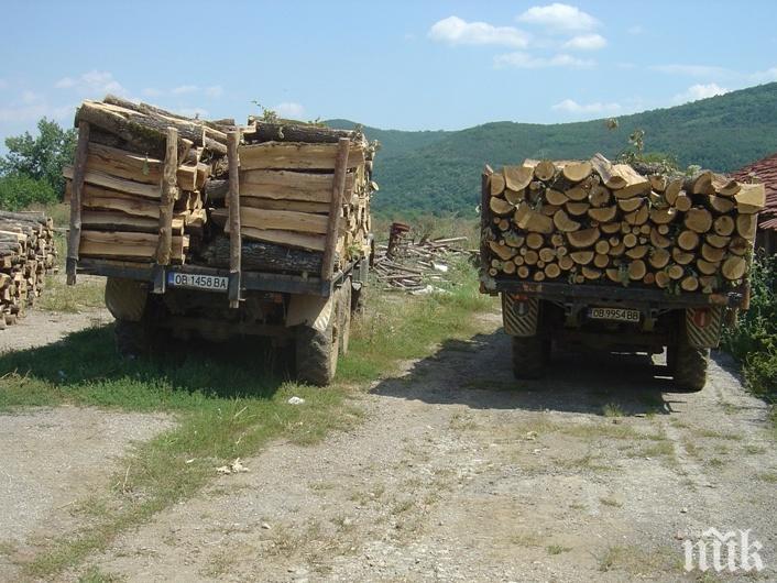 Горски разкриха незаконна сеч на 70 кубика общинска дървесина