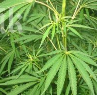 Разбиха огромна фабрика за марихуана край Пазарджик