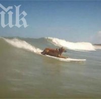 Голдън ретривър сърфира във Флорида