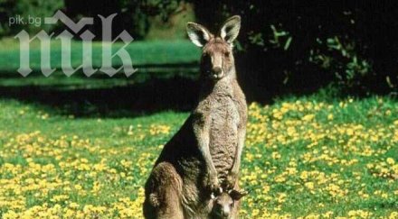 кенгуру пасе центъра белгийски град шокира гражданите