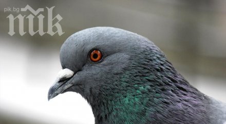 внимание пазете гълъби причиняват смъртоносно заболяване