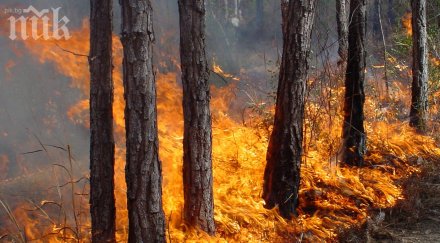 горски пожар бушува хисарския квартал миромир