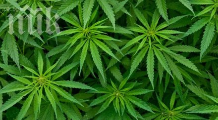 конфискуваха близо 600 канабис петрич