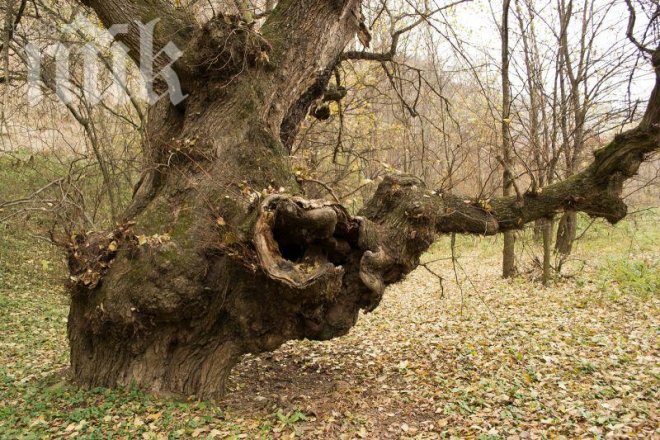В Хонконг ще отрежат болно дърво на 400 г.