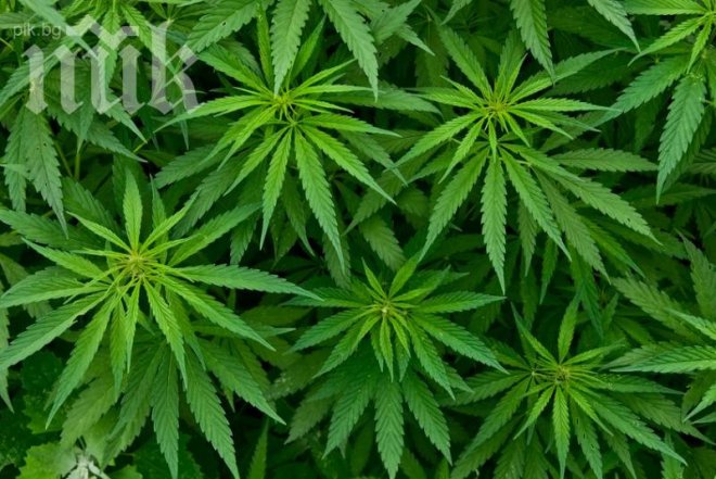 Полицаи прибраха 6 кг канабис