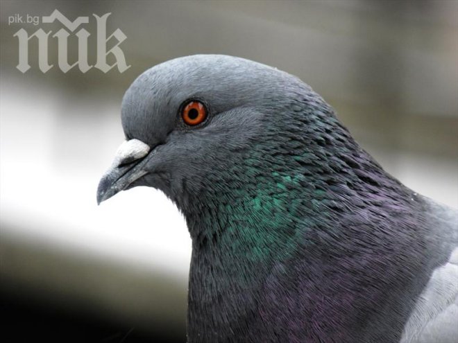 Арест заради гръмнат гълъб в Пловдив