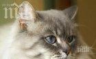 Котка наркотрафикант избяга от затвора