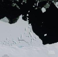 Сателитни снимки показват колко много пингвини има в Антарктика