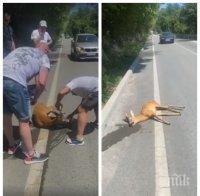 Мъже спасиха блъснато еленче края Арбанаси - полицията им направи скандал (ВИДЕО)