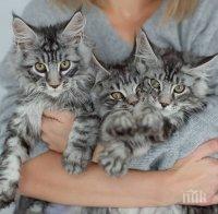 ОТ ДОГОДИНА: Австралия забранява на котките да се разхождат без каишка