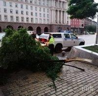 Силната буря в София събори дървета