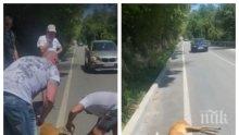 Мъже спасиха блъснато еленче края Арбанаси - полицията им направи скандал (ВИДЕО)