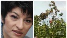 СБЛЪСЪК НА ЦЕННОСТИ: Десислава Атанасова изригна срещу ближещите сладоледа на Доган на Росенец