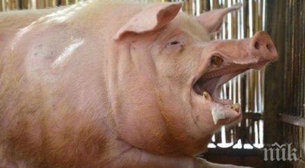 дфз отпуска млн лева хуманно отношение свинете