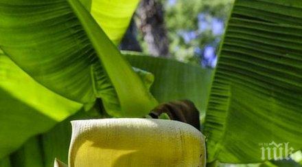 учени предлагат производството автомобили използват бананови влакна