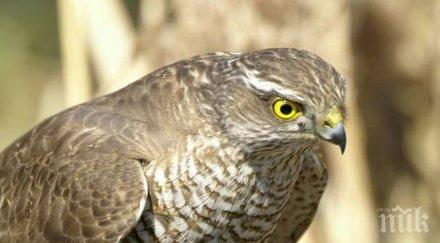спасиха защитен вид ястреб смолян