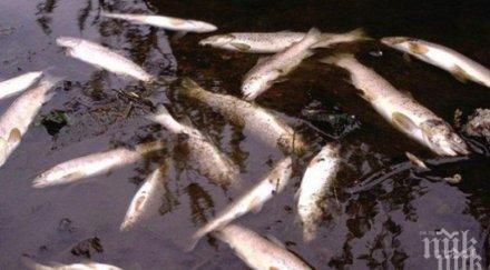 откриха стотици мъртви риби крумовград