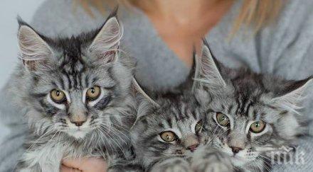 котките света имат празник вижте