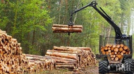 драстичен спад дърводобива великотърновско