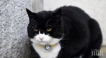 главният ловец мишки форин офис подаде оставка снимка видео