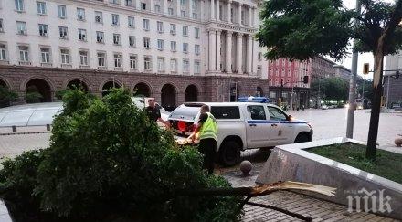 силната буря софия събори дървета