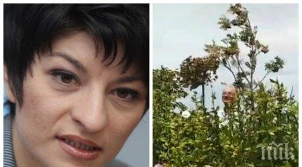 сблъсък ценности десислава атанасова изригна ближещите сладоледа доган росенец