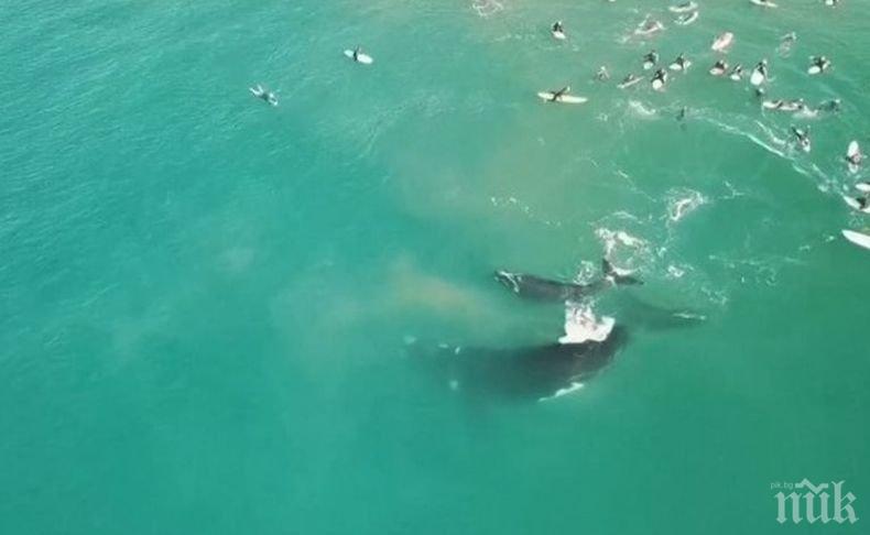 Майка кит и нейното малко плуваха сред сърфисти в Австралия