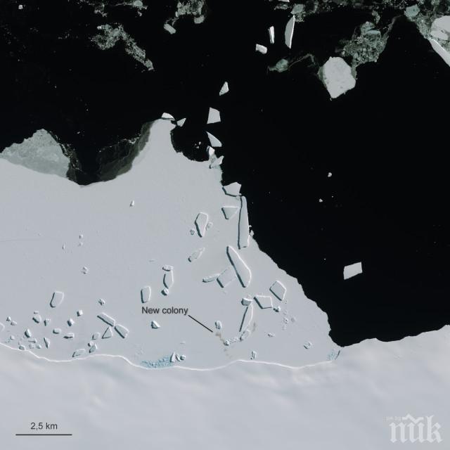 Сателитни снимки показват колко много пингвини има в Антарктика