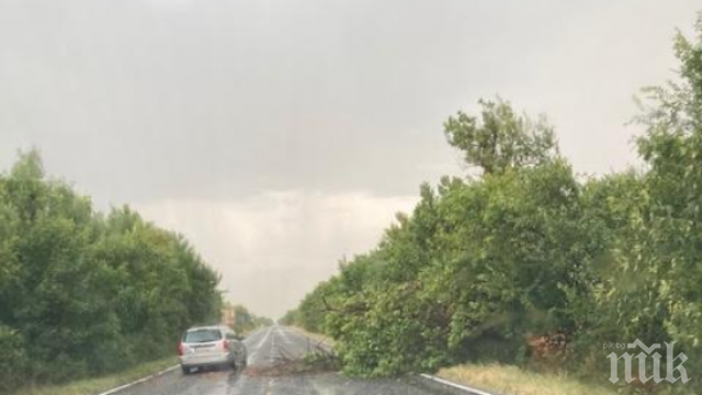 Гръмотевици събарят дървета по пътя за Хасково