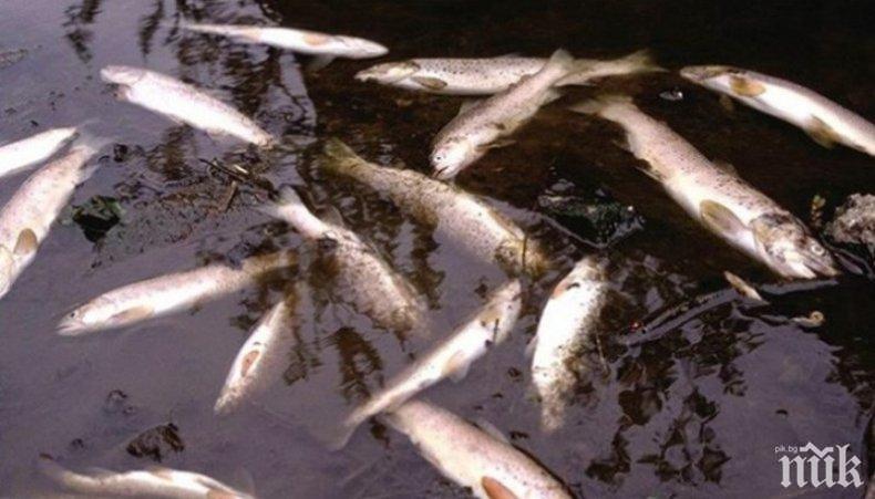 Откриха стотици мъртви риби край Крумовград
