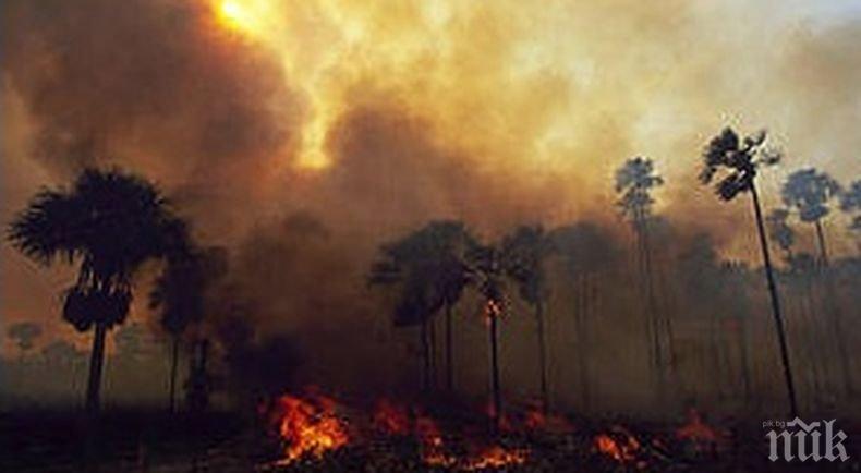 Огнен ад: Хиляди пожари унищожават горите в Амазония