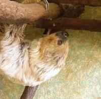 На 51 години почина най-възрастният ленивец в света (ВИДЕО)