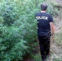 Заловиха 15 кила канабис в село до Кула