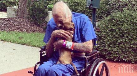 чихуахуа спаси стопанина инсулт