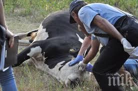 разрешиха пиенето вода села поречието марица