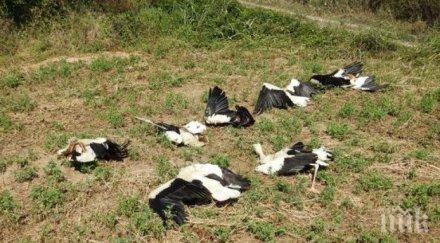 ток уби щъркела линията русе варна