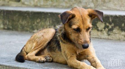 французите европейски шампиони изоставени домашни любимци